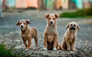 Three puppies outside