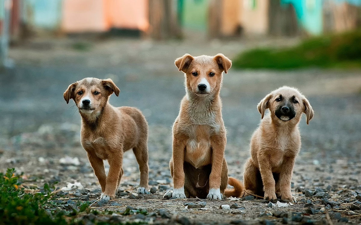 Three puppies outside