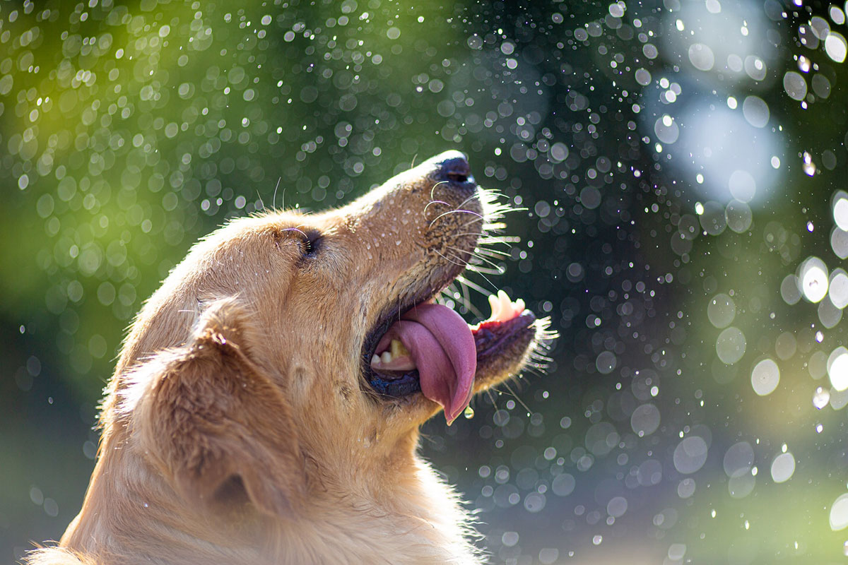 Dog in mist