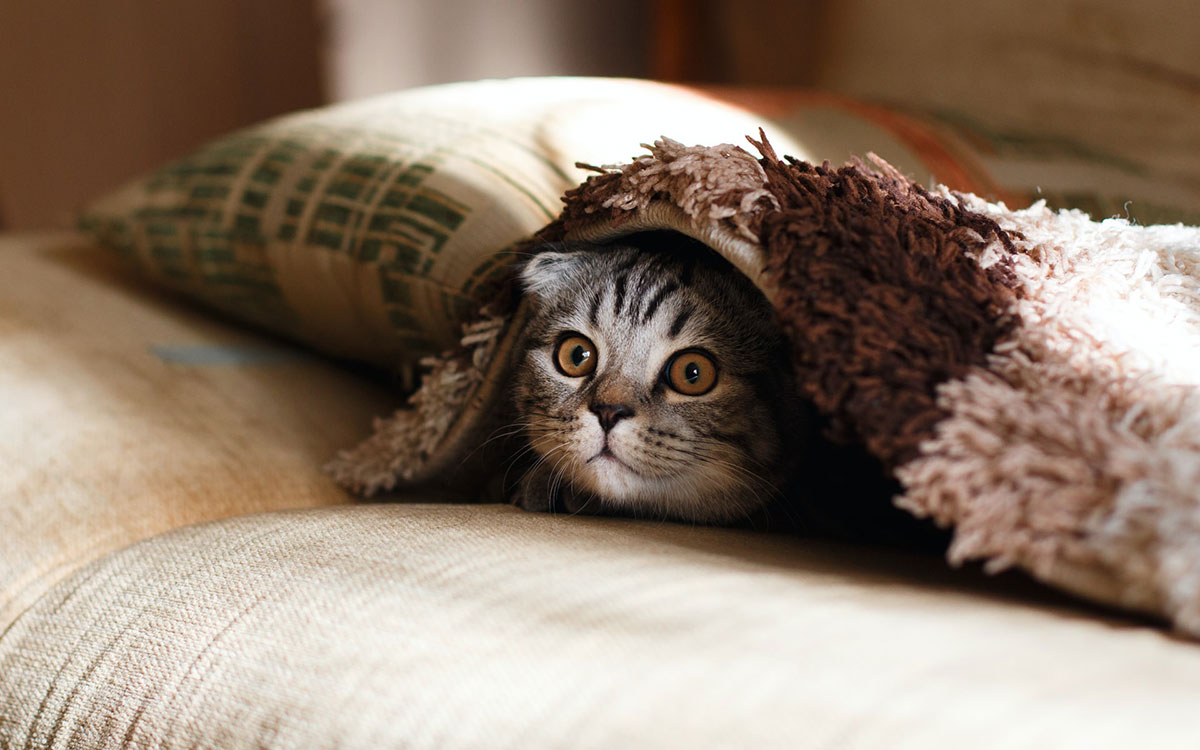 Little cat under blanket on couch