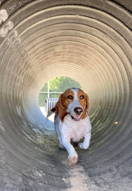 Basset in Tunnel