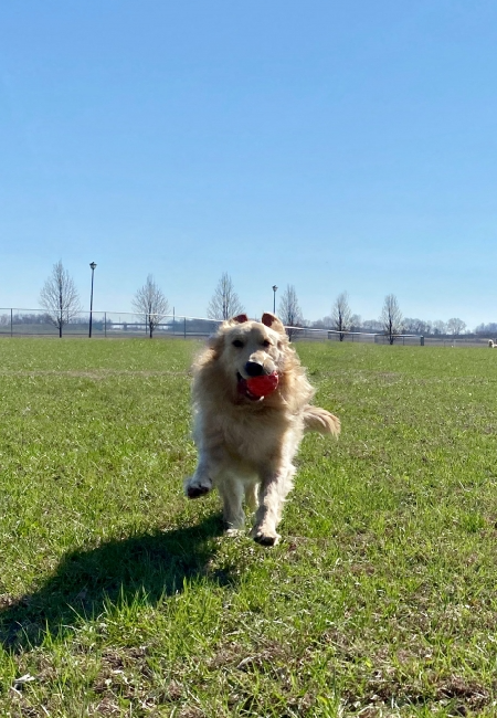 Elwood in Outfield