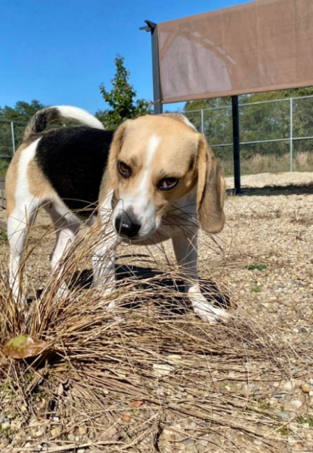 Ruby in Sensory Yard